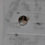 Buttersäureanschlag auf „Haus Montag“ der NPD
