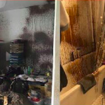 Wohnung von Sebastian Schmidtke (NPD) verwüstet