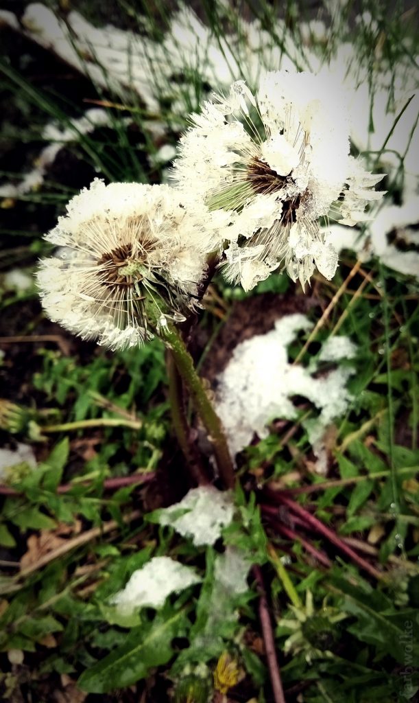 zwei Pusteblumen von etwas Schnee bedeckt, die sich mit den Stengeln fest umarmen