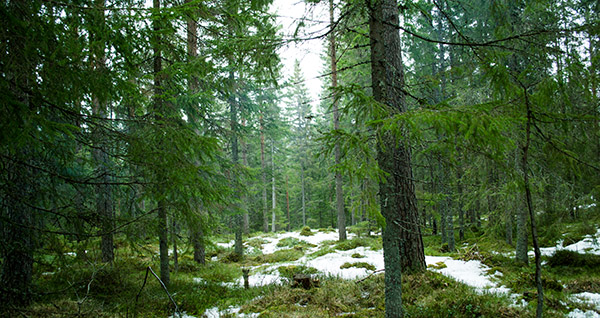 skog