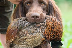 Felix Leonhard Hauser