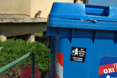 53706689_2260094477573520_7088436797235003392_n