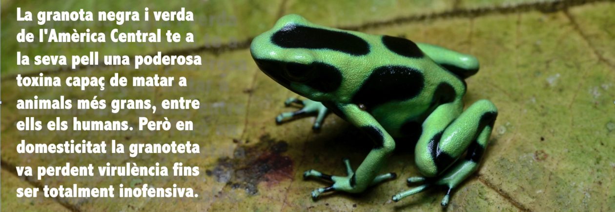 NEGREVERD: per un mon lliure i salvatge, negreverd@nodo50.org