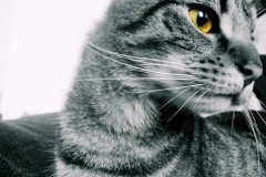 PhotoArt_02072013105746