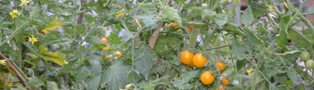 Urban Gardening Nordhausen e.V.