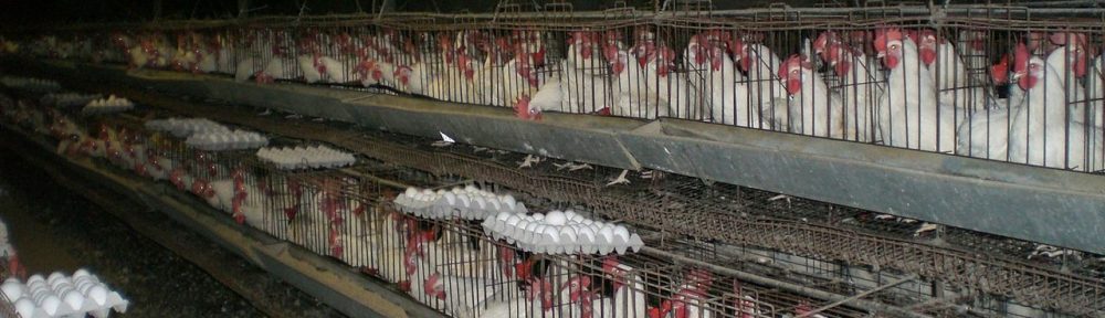 Hühner Käfighaltung